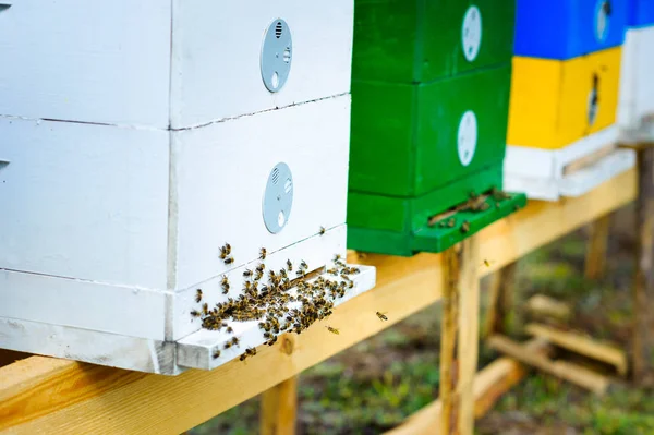 Lot Bees Hive — Stock Photo, Image