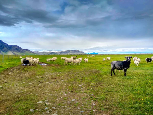 一群山羊吃在冰岛的绿色草地上 — 图库照片