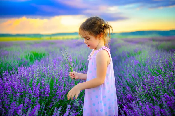 Flicka i en lavendel fält — Stockfoto