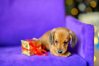 2018 yıl köpek