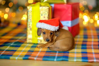 2018 yıl köpek