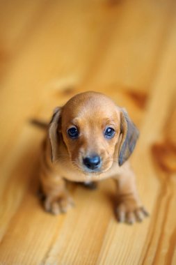 güzel şirin daksund köpek yavrusu