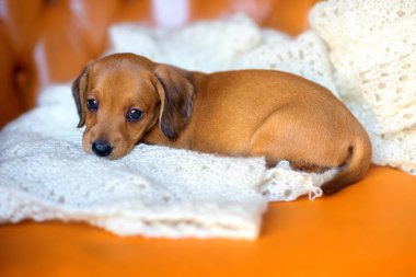  Sevimli köpek yavrusu