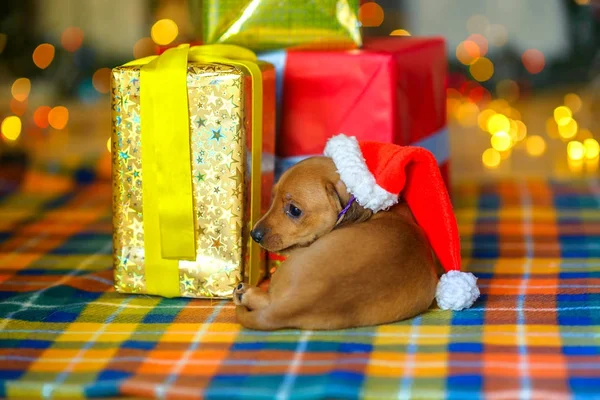 犬の 2018 年 — ストック写真