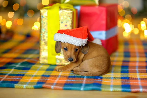 2018 ano do cão — Fotografia de Stock