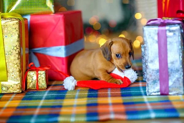 2018 ano do cão — Fotografia de Stock