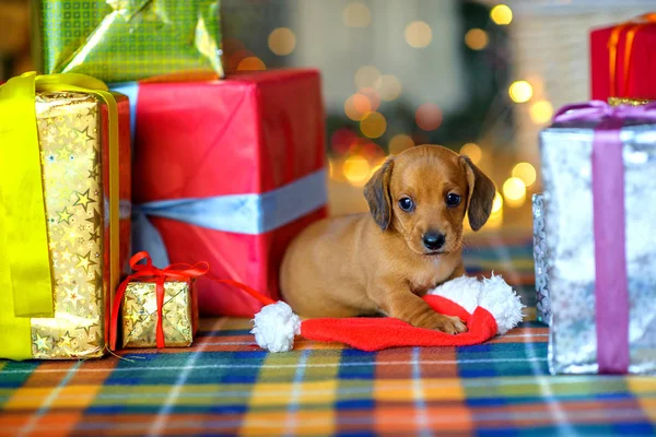 2018 yıl köpek — Stok fotoğraf