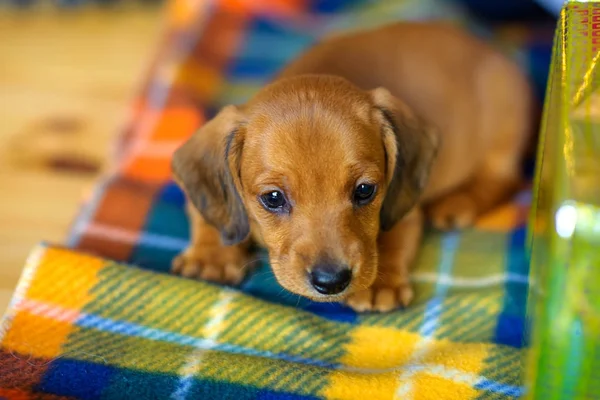 Lindo cachorro dachshund — Foto de Stock