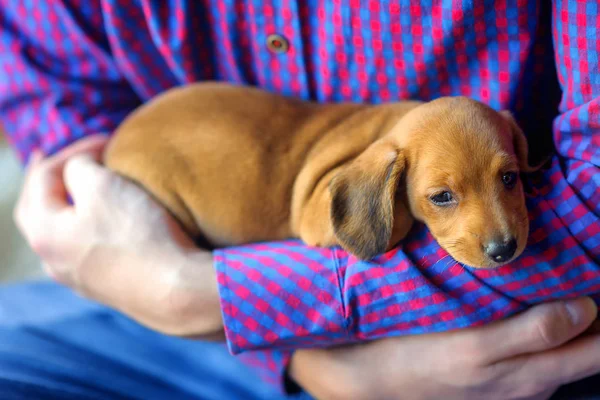 Chiot de teckel mignon — Photo