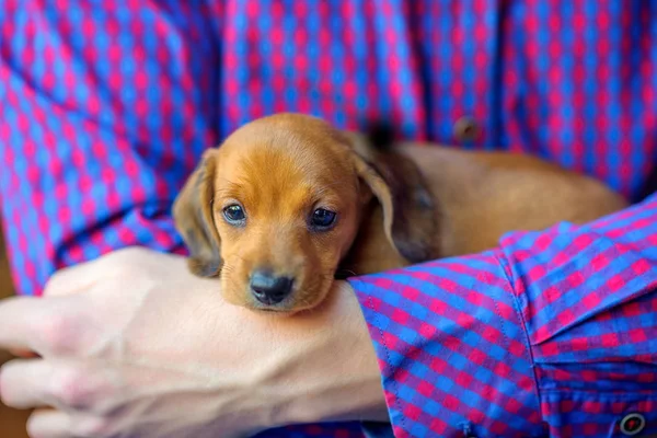 Chiot de teckel mignon — Photo