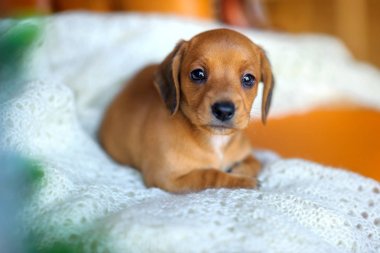 güzel şirin daksund köpek yavrusu