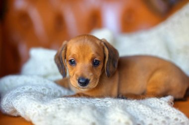 Sevimli köpek yavrusu