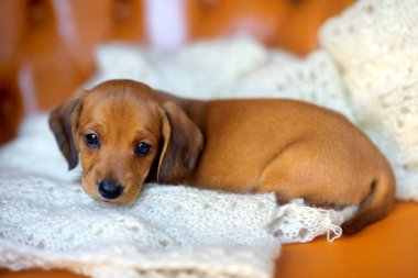 güzel şirin daksund köpek yavrusu