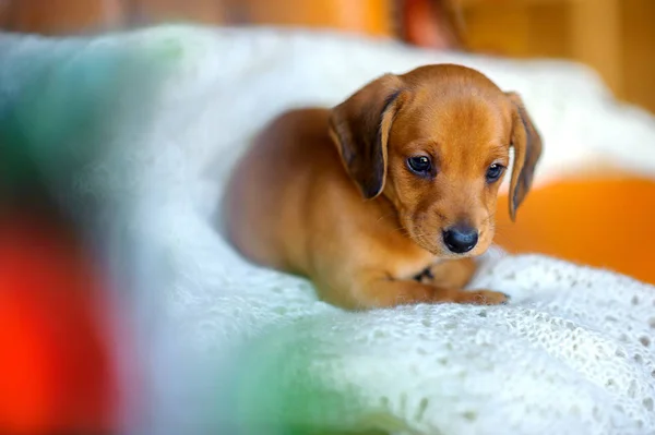 Leuke teckel pup — Stockfoto