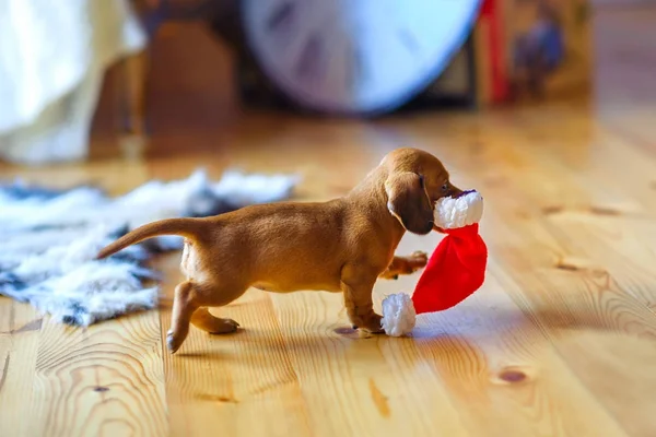 2018 yıl köpek