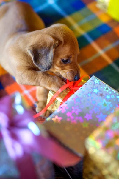 2018 ano do cão — Fotografia de Stock