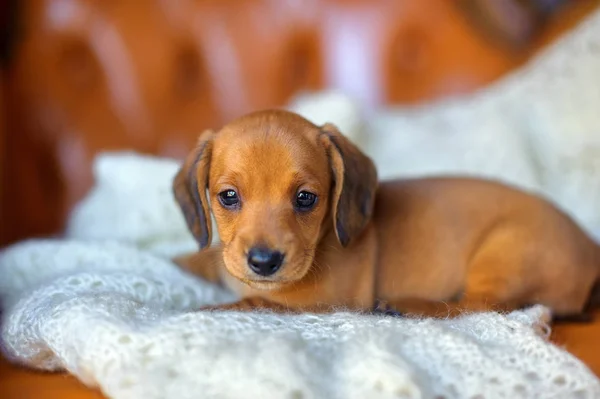 Leuke teckel pup — Stockfoto