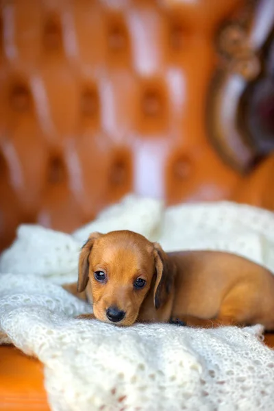 Leuke teckel pup — Stockfoto