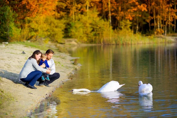 Aile göl kıyısında oturur ve kuğular beslemeleri