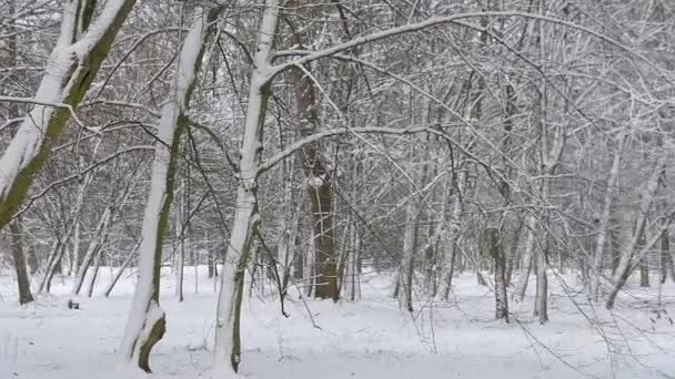 Panorama Piękny Park Zimowy Wszystkie Drzewa Pokryte Białym Śniegiem — Wideo stockowe