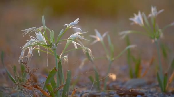 Bloemen Groeien Aan Oever Van Ionische Zee Kust Van Griekenland — Stockvideo