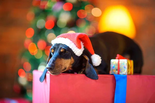 Маленькая Собачка Шляпе Санта Клауса Спит Большой Подарочной Коробке Смотрит — стоковое фото