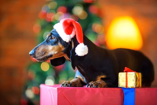 Маленькая Собачка Шляпе Санта Клауса Сидит Большой Подарочной Коробке Смотрит — стоковое фото