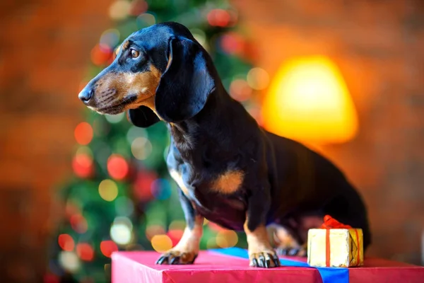 Pequeno Cão Raça Dachshund Senta Uma Grande Caixa Presente Olha — Fotografia de Stock