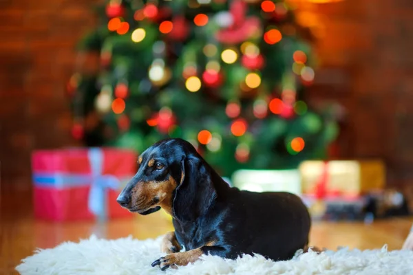 Cãozinho Jaz Tapete Fundo Uma Árvore Natal Festiva Presente — Fotografia de Stock
