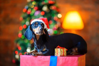 Santa Claus şapka içinde a küçük köpek büyük hediye kutusu üzerinde oturur ve pencereden görünüyor, yanındaki küçük bir GIF