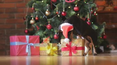 bir hediye kutusu ve koklama, parlak bir festival arka plan bir şey Noel Baba şapkalı, onun ön ile komik bir küçük köpek pençeleri