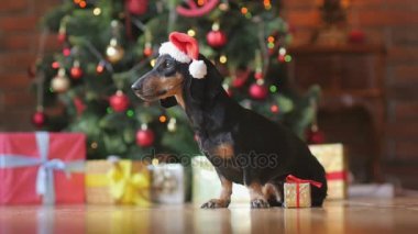 komik küçük köpek Noel Baba şapkalı şenlikli bir Noel ağacı arka planda bir hediye kutusu ile katta oturur