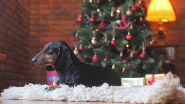 küçük köpek Noel ağacı yakınındaki beyaz bir halı üzerinde yatıyor ve parlak Festival arka pencereden görünüyor