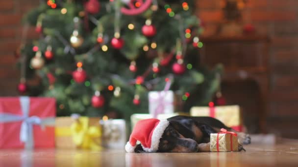 Милая Собака Шляпе Санта Клауса Просыпается Полу Возле Елки Встает — стоковое видео