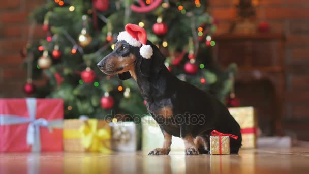 お祝いクリスマス ツリー背景上のギフト ボックスを床に座っているサンタ クロースの帽子 面白い小さな犬 — ストック動画
