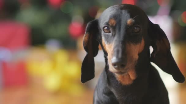 Närbild Porträtt Liten Hund Tax Rasen Ljusa Festliga Bakgrund — Stockvideo