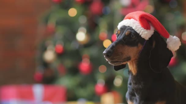 サンタ クロース キャップ クローズ アップ 明るいお祭りの背景の犬の肖像画 — ストック動画