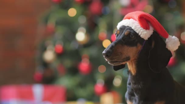 Porträtt Hund Jultomte Cap Närbild Ljusa Festliga Bakgrund — Stockvideo