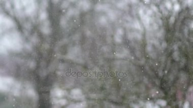 park ağaç, ağır çekim arka planı güzel yağan kar