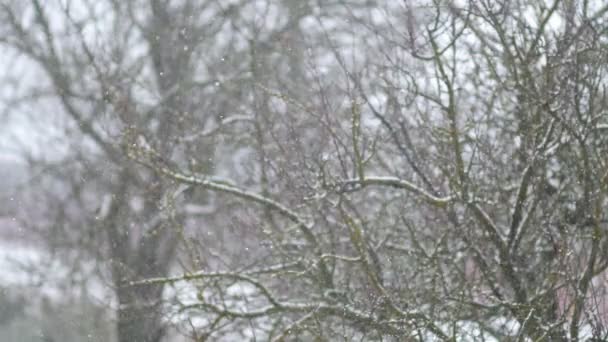 Bela Queda Neve Fundo Das Árvores Parque Câmera Lenta — Vídeo de Stock