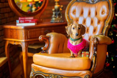 year of the dog, a beautiful little dog of the Dachshund breed dressed in a warm jacket, sits in an armchair next to a gif clipart