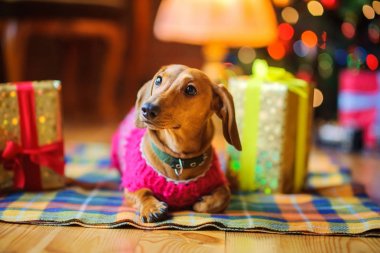 yıl sıcak bir ceket giymiş Dachshund doğurmak güzel bir küçük köpek köpek, yalan bir battaniye şenlikli bir Noel tre arka plan üzerinde hediyeleri yanında üzerinde
