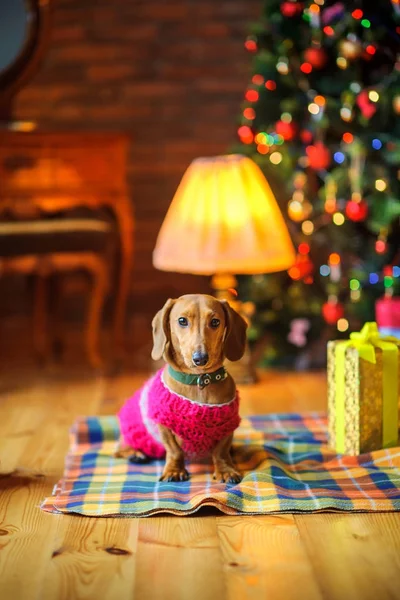 Ano Cão Belo Cachorrinho Raça Dachshund Vestido Com Uma Jaqueta — Fotografia de Stock