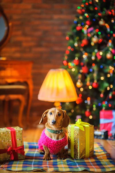 Ano Cão Belo Cachorrinho Raça Dachshund Vestido Com Uma Jaqueta — Fotografia de Stock