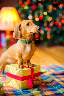 yıl şenlikli bir Noel tre arka planda bir Hediyelik kutu üzerinde pençeleri ile güzel bir küçük köpek köpek, duruyor