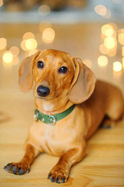 yıl Dachshund, güzel bir küçük köpek köpek, oturur festival çelenk yakın yerdeki