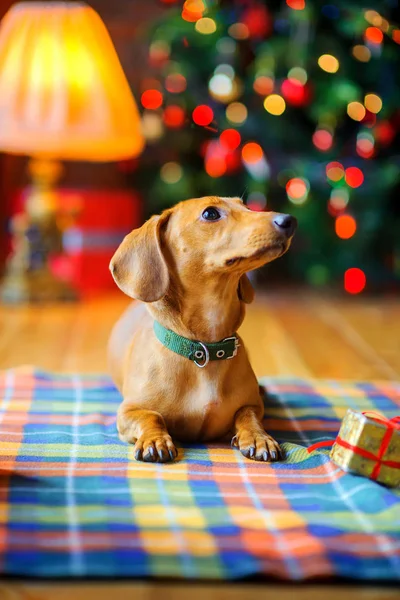 yıl Dachshund doğurmak güzel bir küçük köpek köpek, yalan bir battaniye şenlikli bir Noel tre arka plan üzerinde bir hediye yanında Tarih