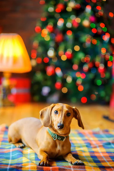 Рік Собаки Красивий Маленький Собака Лежить Ковдрі Фоні Святкової Різдвяної — стокове фото