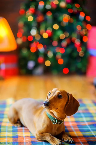 Año Del Perro Hermoso Perrito Encuentra Sobre Una Manta Fondo —  Fotos de Stock