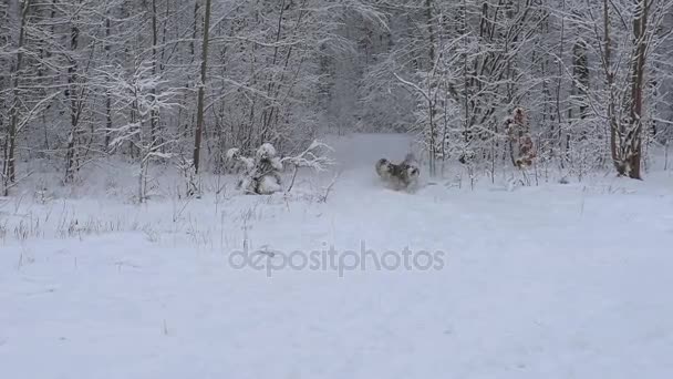 Tre Husky Hundar Springa Och Leka Vacker Snöig Skog — Stockvideo